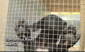 Florida shelter, Alaqua Animal Refuge, takes in 73 Great Danes