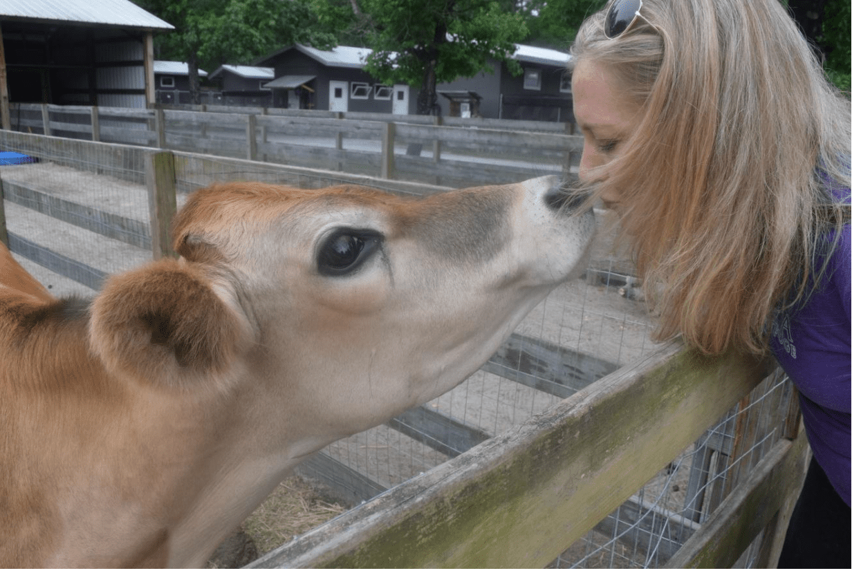 Laurie Hood kissing a cow