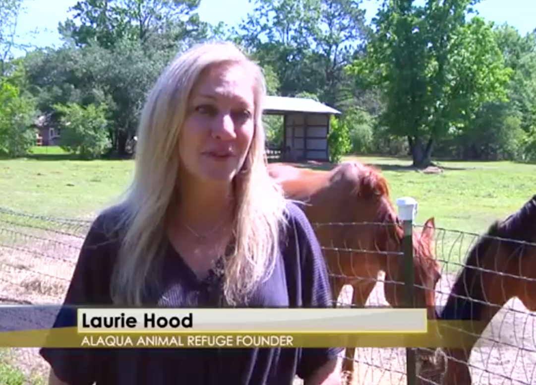 Interview with Laurie Hood, Alaqua Animal Refuge founder
