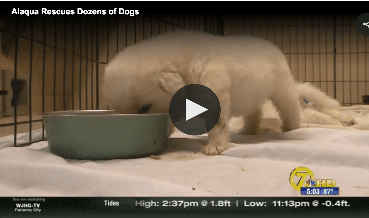 Alaqua Animal Refuge Rescues Over 70 Dogs video
