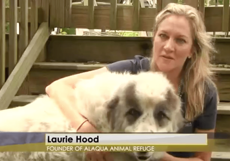 Laurie Hood with a Great Pyrenees rescue dog
