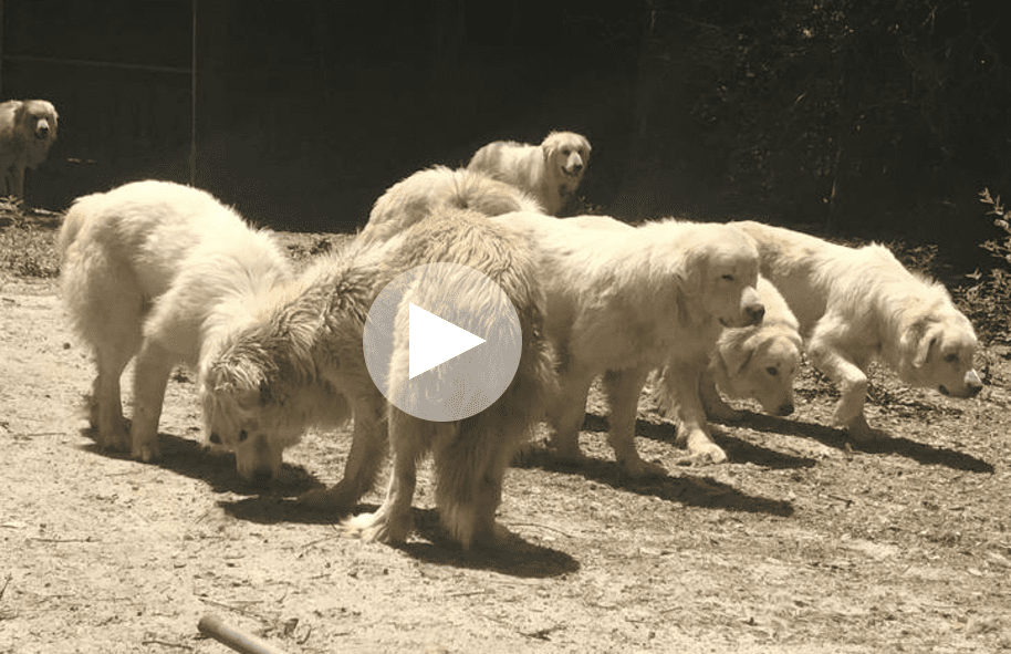 68 Dogs, 19 Cats Rescued After Former Breeder Passes Away