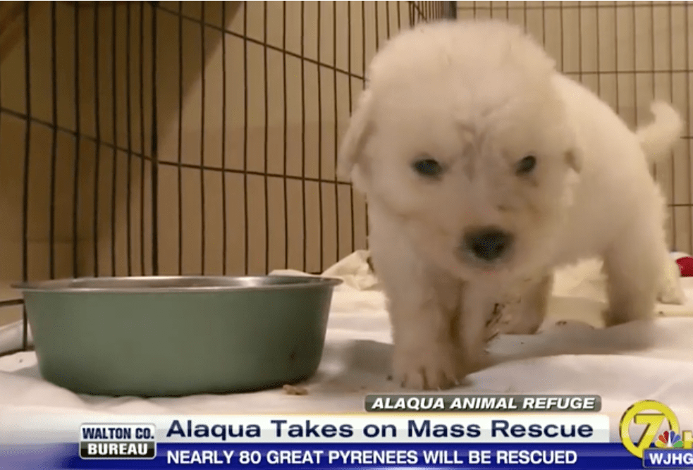 Alaqua Takes on Mass Rescue video screen grab