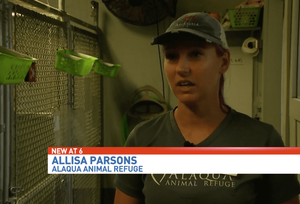 Allisa Parsons interviewed for Alaqua Animal Refuge