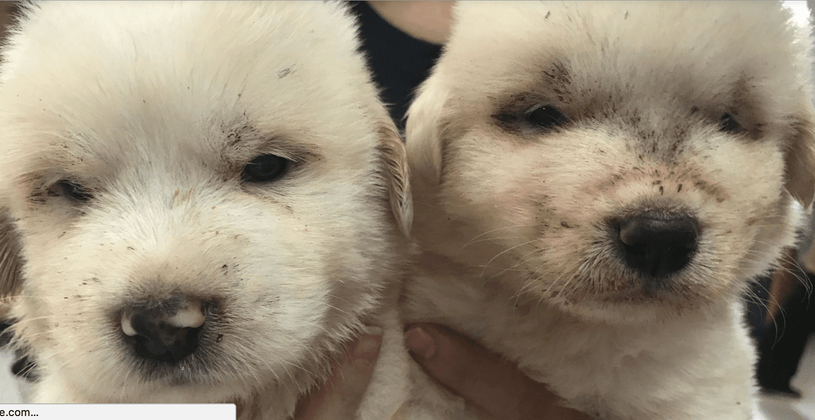 Alaqua to Help Rescue 50-80 Great Pyrenees Dogs