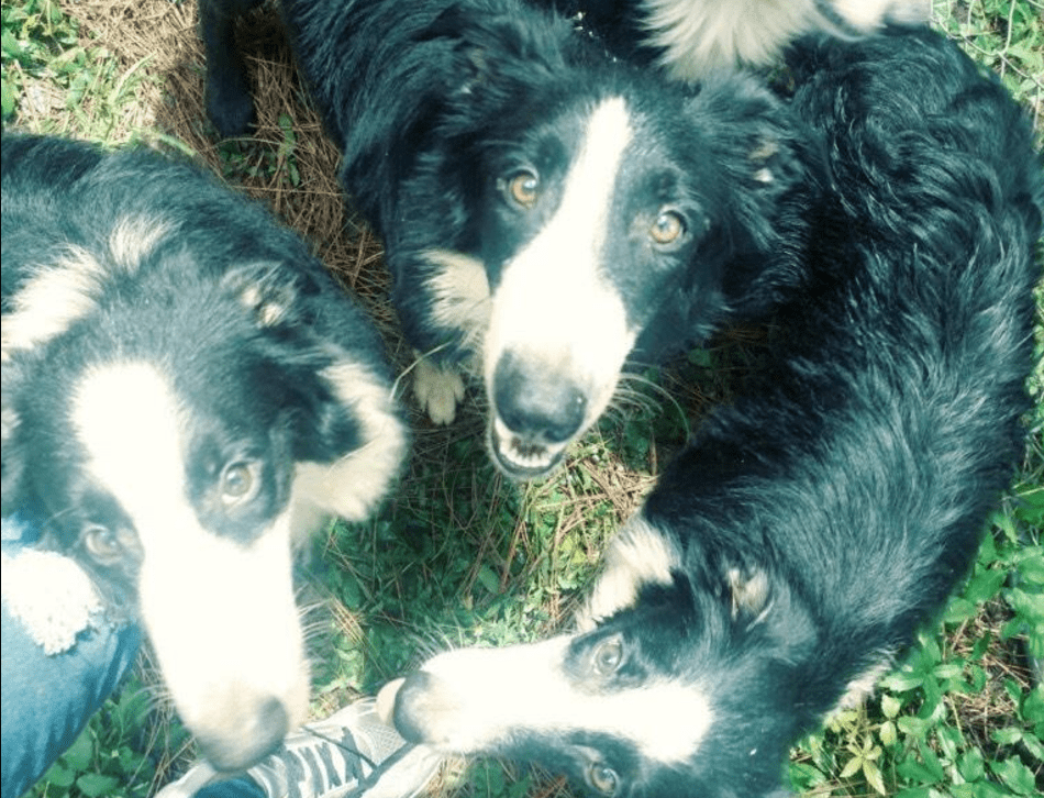 Rescue Groups Save Border Collies From Hoarding Case
