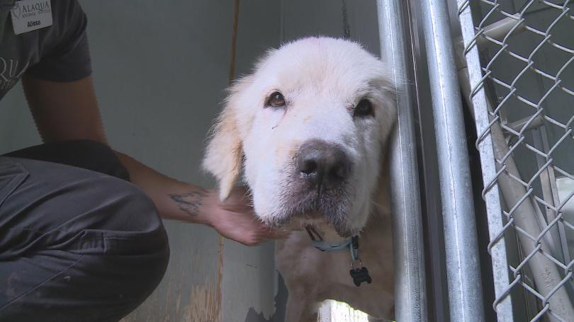 Great Pyrenees Dogs Thriving After Being Rescued