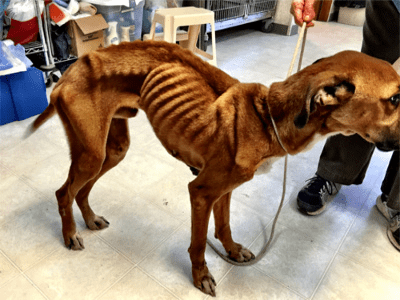Emaciated Dog Recovering at Alaqua
