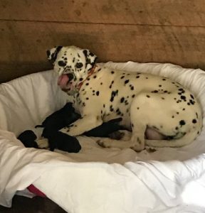 rachelle-pups