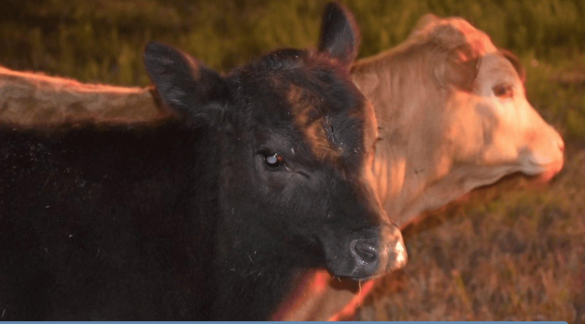 Cows Scatter on I-10 After Semi Overturns