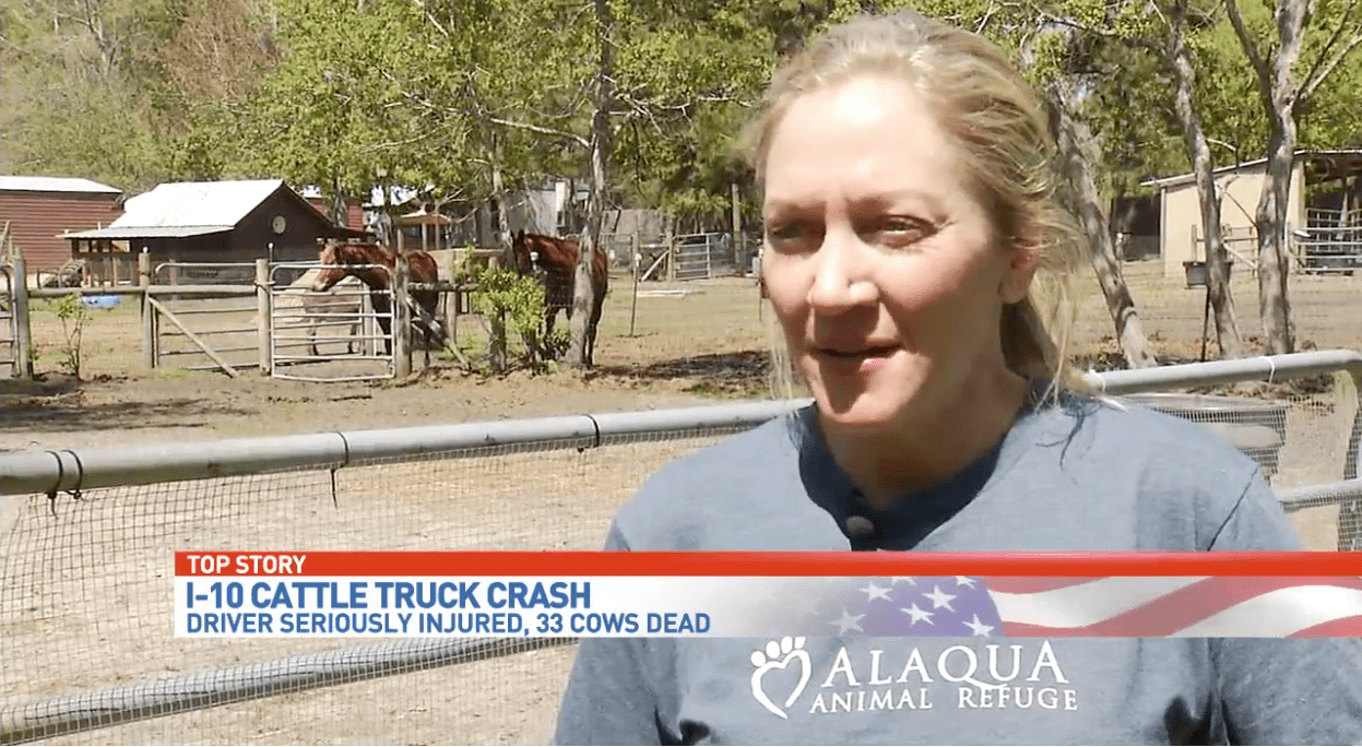 I-10 Cattle Truck Crash: Driver Severely Injured, 32 Cows Dead