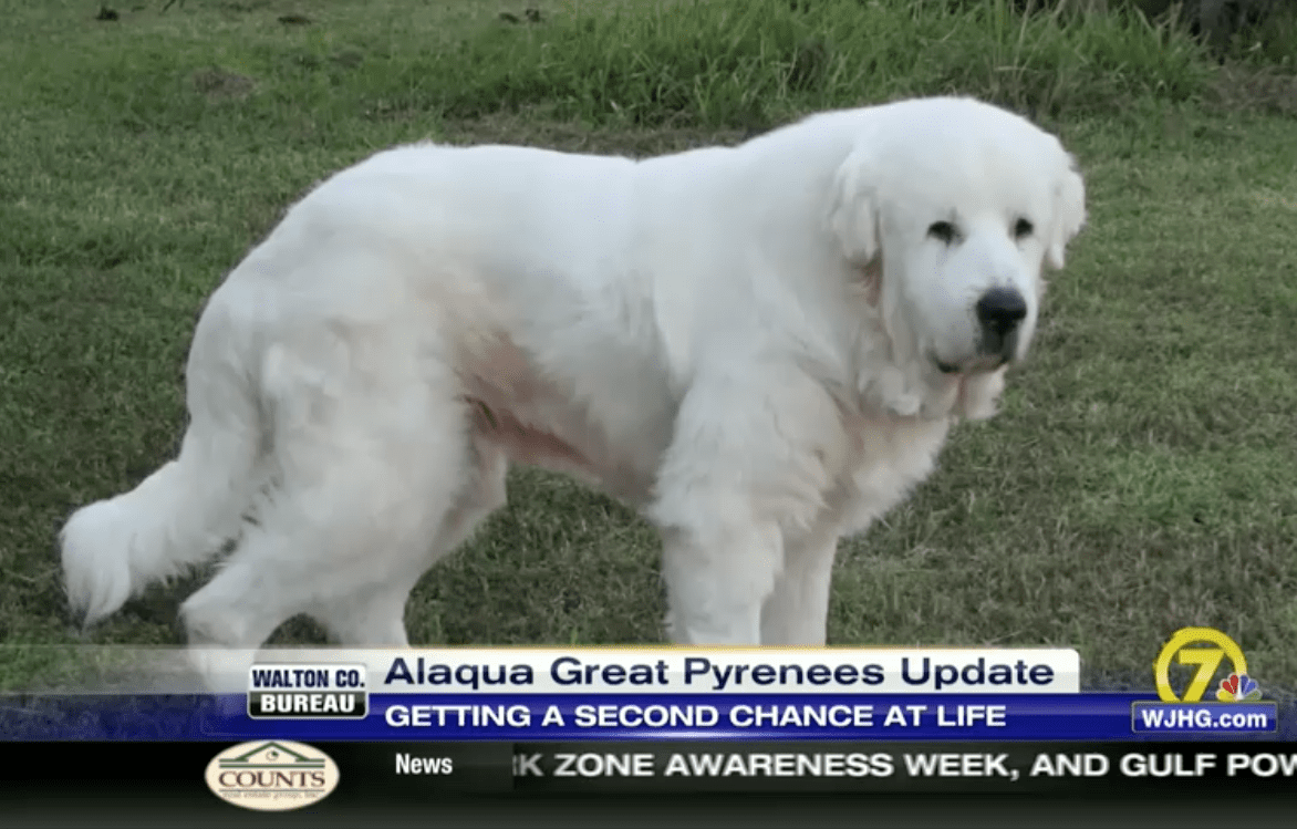 Alaqua Great Pyrenees Recovery