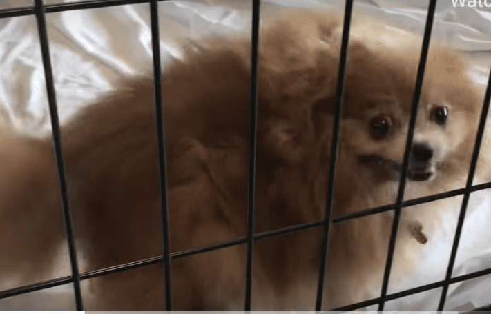 Small dog in a cage