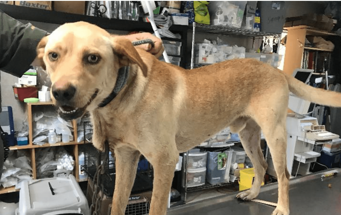 Dog found with carabiner in his neck