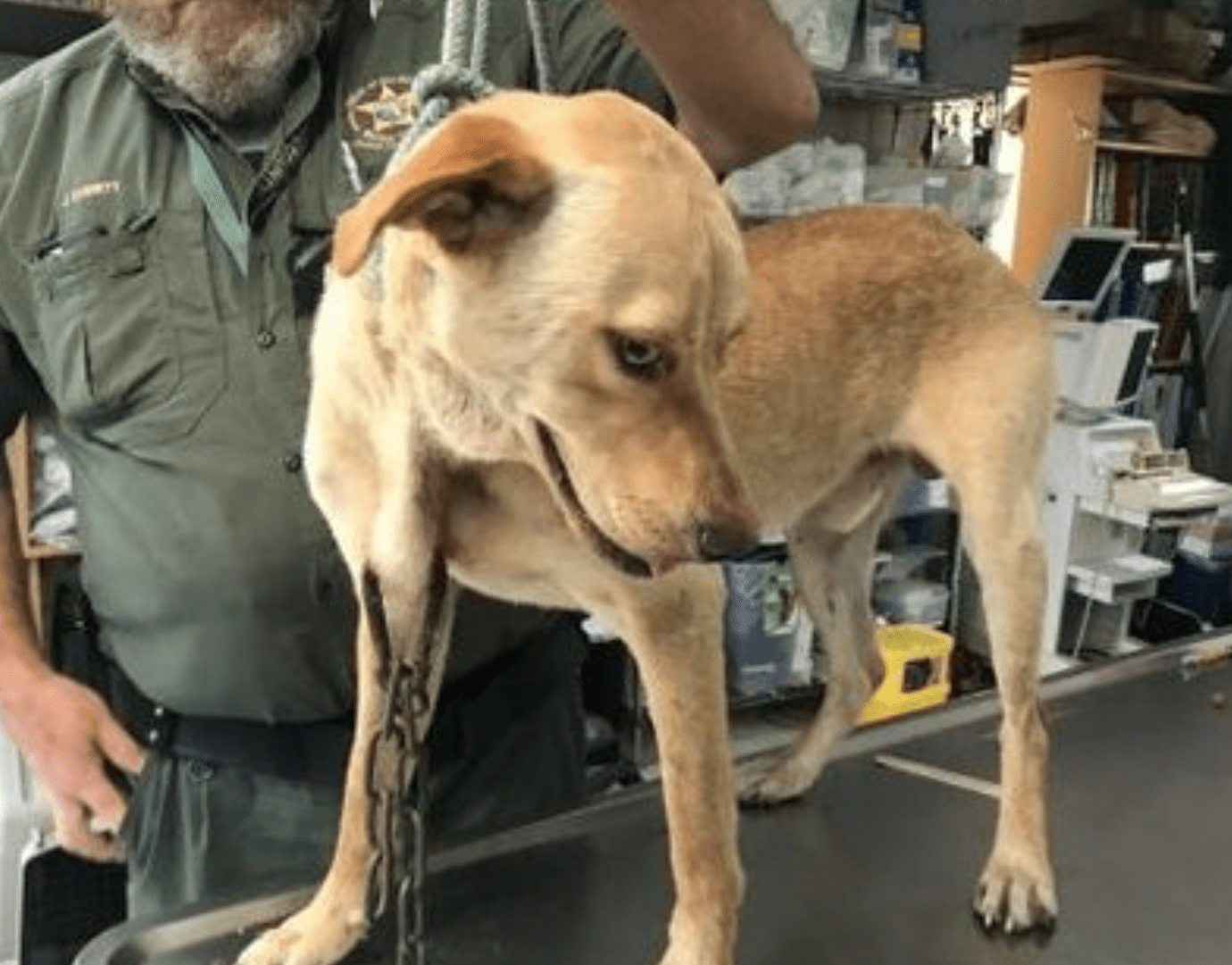 Dog Found with Carabiner through Neck