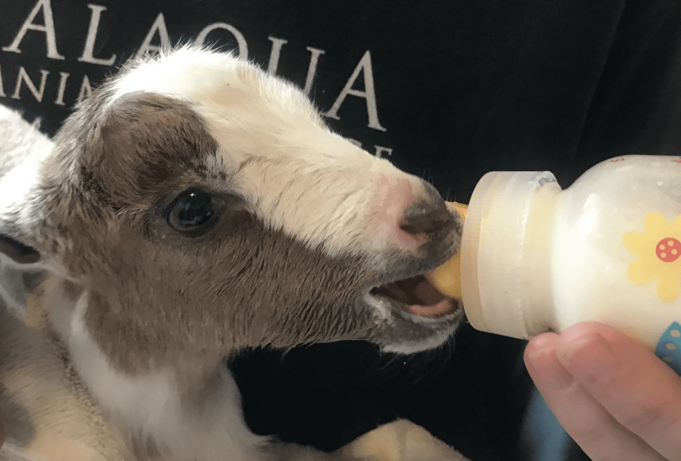 Baby goat drinking from bottle