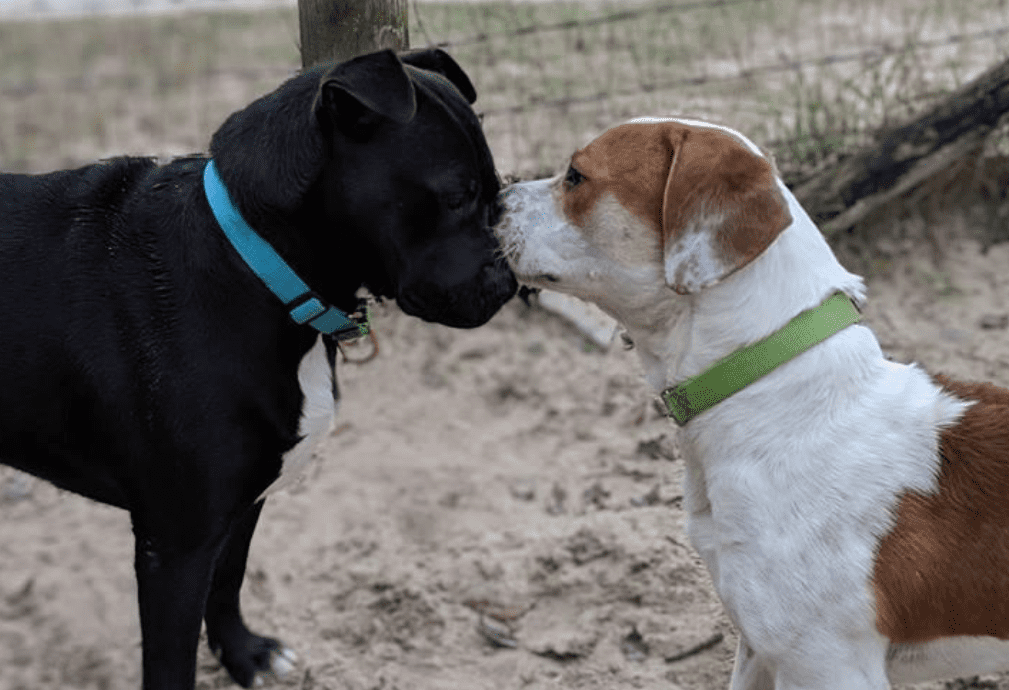 Dogs greeting each other at Alaqua