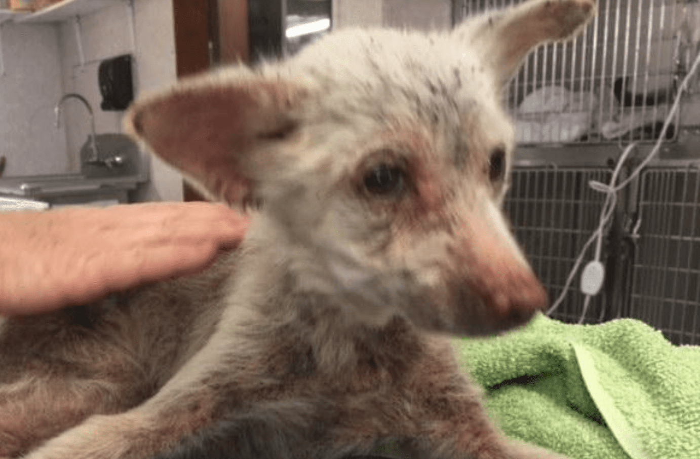 Alaqua Rescues Critically Ill Animals