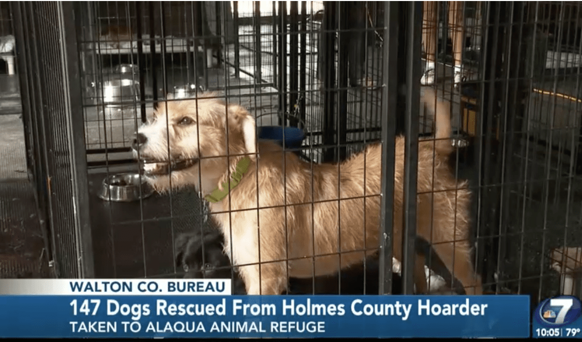 147 Dogs Rescued, Now Being Sheltered at Alaqua Animal Refuge
