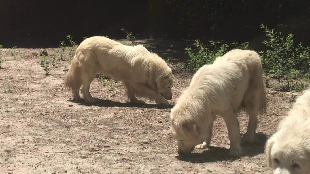 87 Dogs, Cats Rescued in Florida Hoarding Case