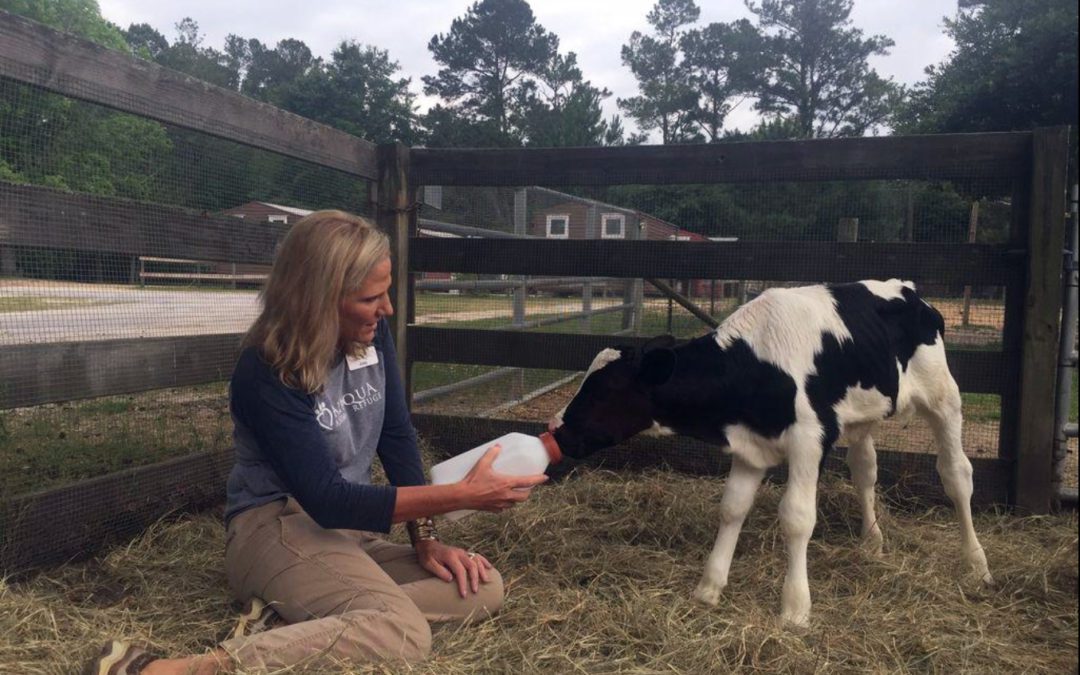 Local animal shelter saves calves from the dinner table