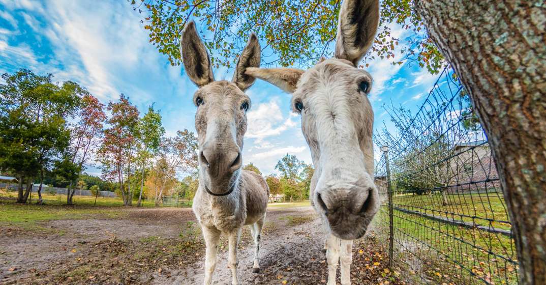 donkeys at Alaqua Animal Refuge