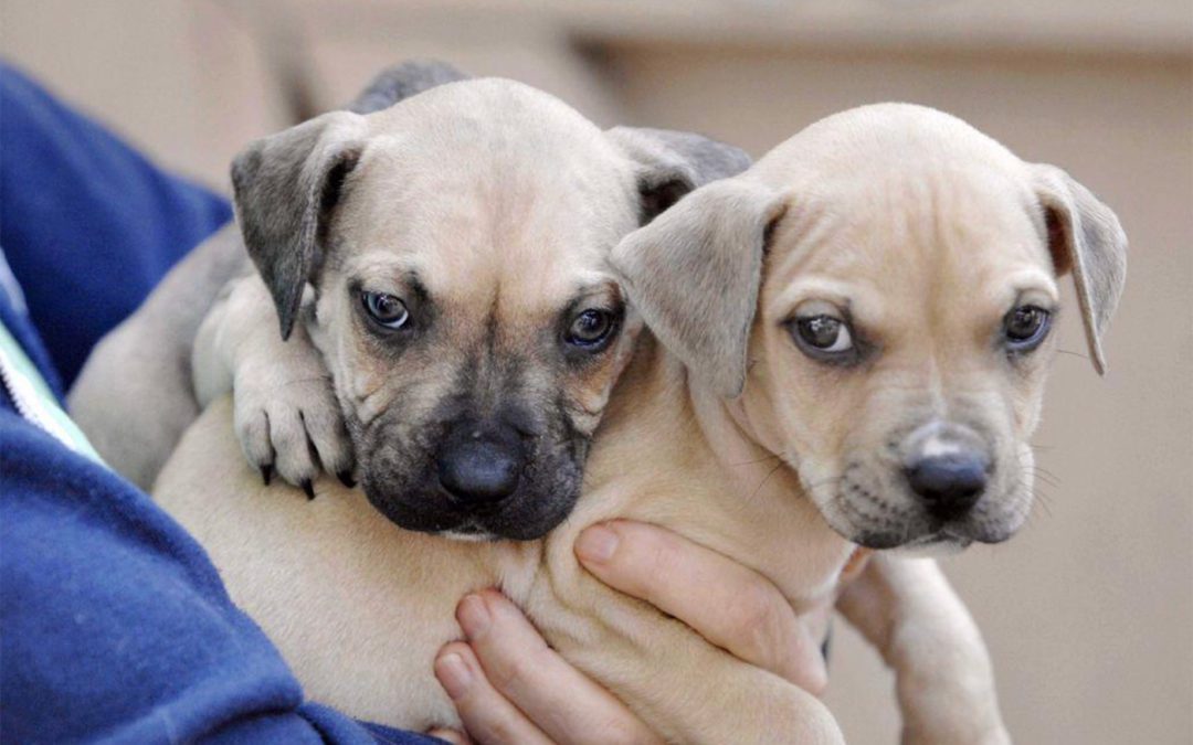 Local No-Kill Shelter Overflowing with Puppies