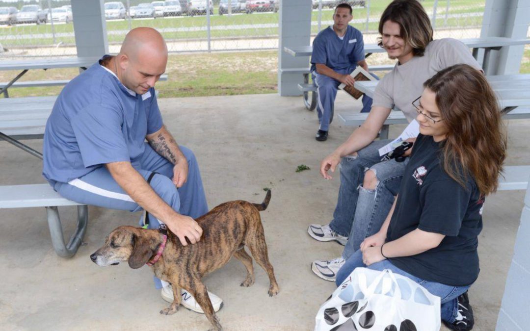 Convicts and Canines: nine dogs graduate, two seek homes