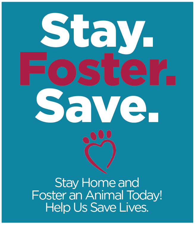 Stay.Foster.Save. Stay home and foster an Alaqua animal