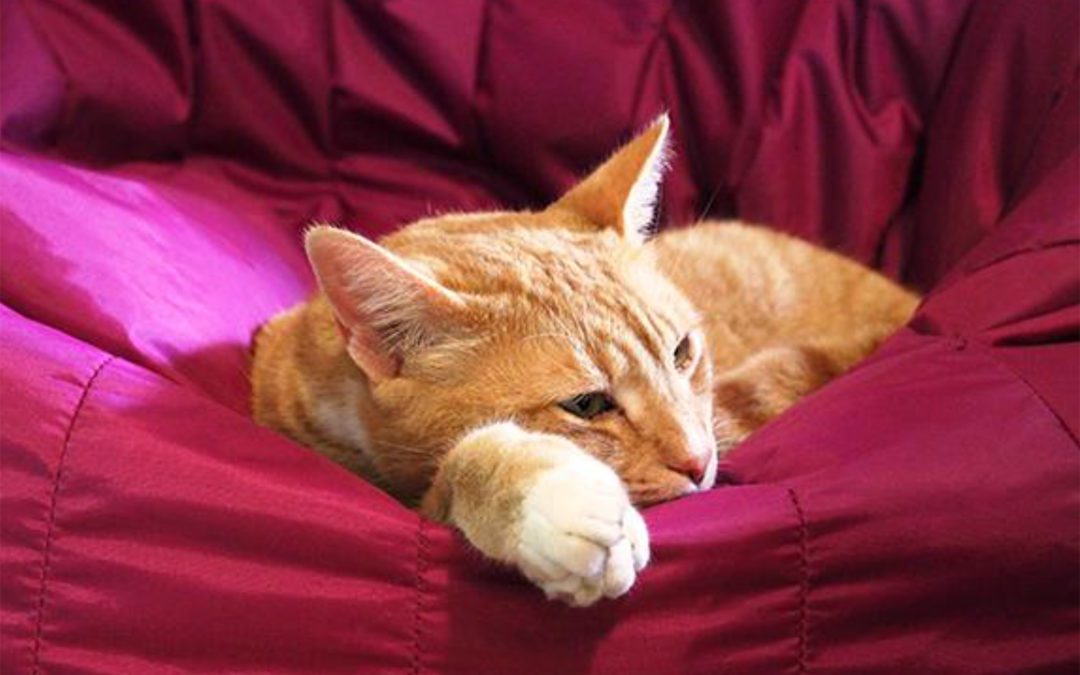 Pet of the Day – Tigger