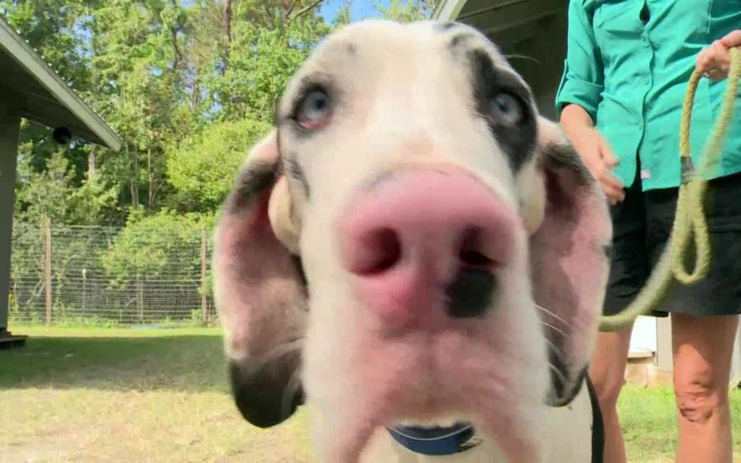 VIDEO: Florida animal refuge takes in 73 Great Danes after breeder gets sick