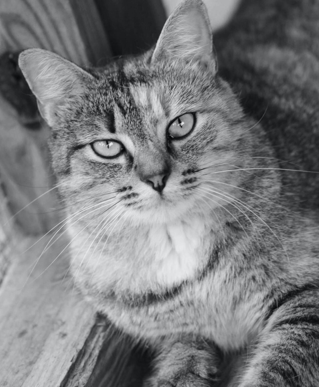 Cat-portrait-bw Cat portrait