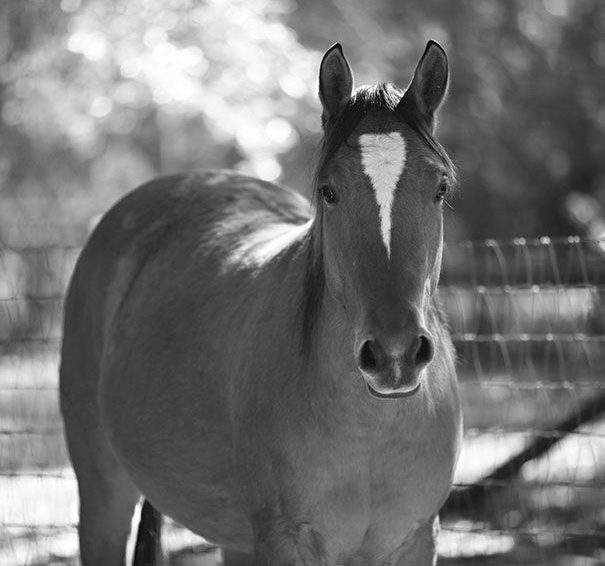 Horse-bw horse portrait