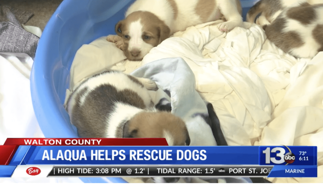Alaqua Animal Refuge Helps Rescue 180 Dogs from Being Euthanized
