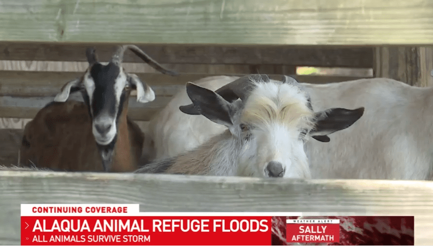 Animals at Walton County Shelter Swim to Safety as Flooding Devastates Facility