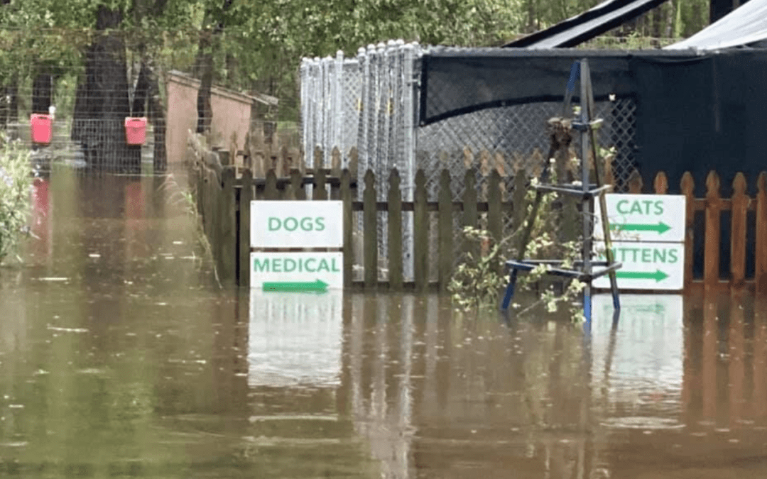 Alaqua Animal Refuge Evacuates Animals Due to Flooding from Hurricane Sally