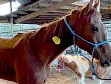 Alaqua Animal Refuge Rescues Former Race Horse from Kill Lot, Seeks to Spread Awareness
