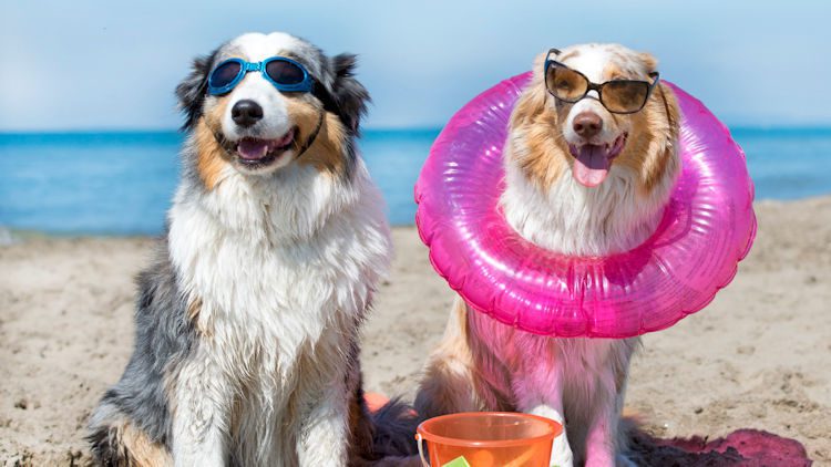 Pet Friendly Hotels for National Dog Day, August 26