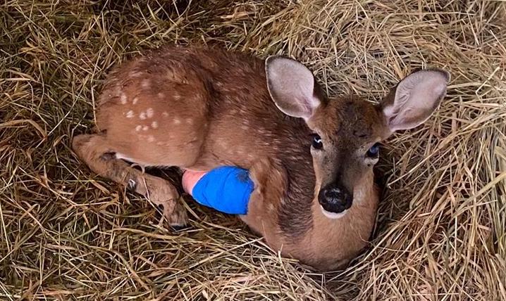 Wildlife, Fawn