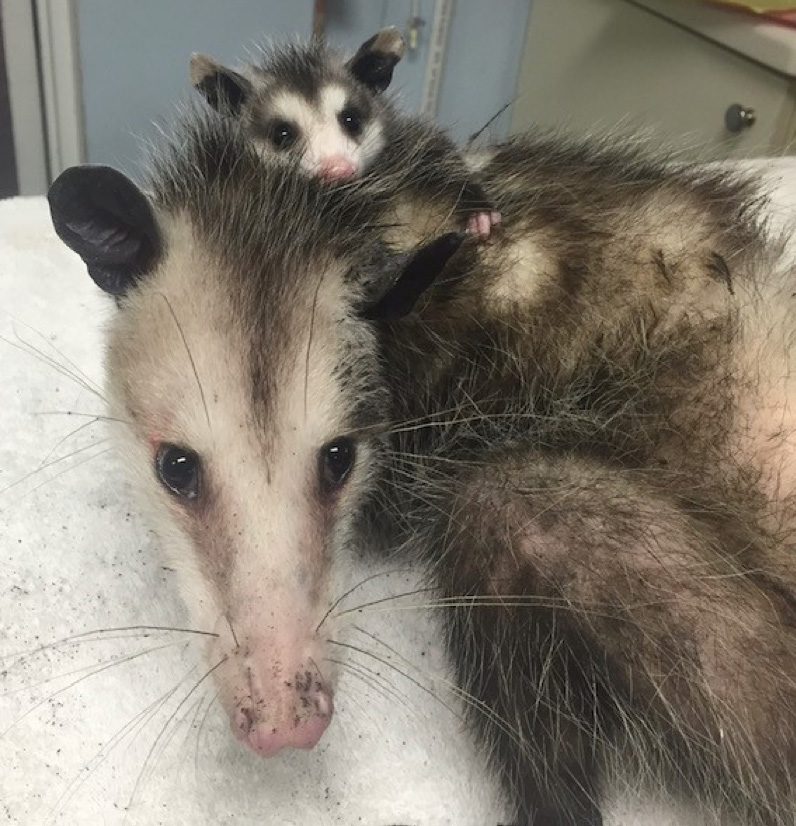Opossum with baby