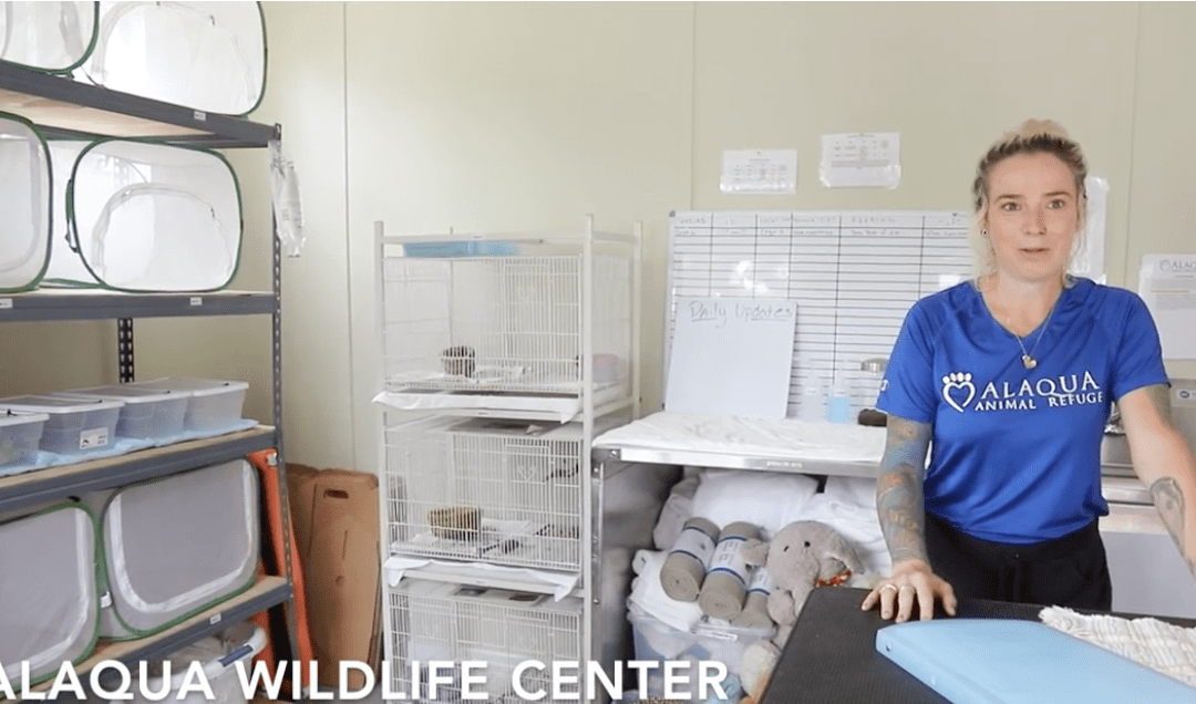 Alaqua Wildlife Rehabilitation Center Opens