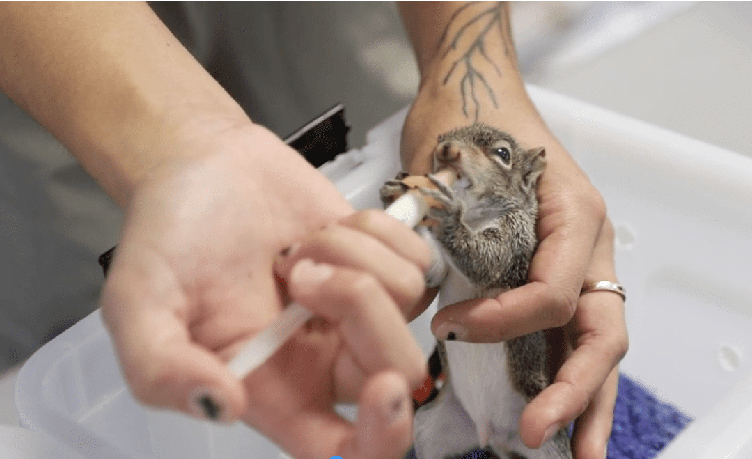 Alaqua Animal Refuge Opens ‘Much Needed’ Rehab Center for Injured Wildlife