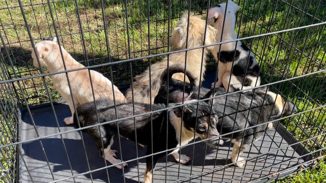 Alaqua Animal Refuge Saves 19 dogs from Neglect