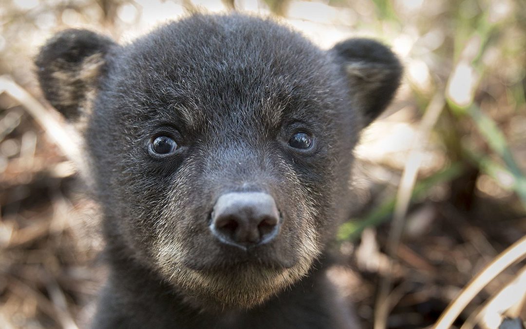 Yacht Donated to Alaqua to Help Save Florida’s Black Bears
