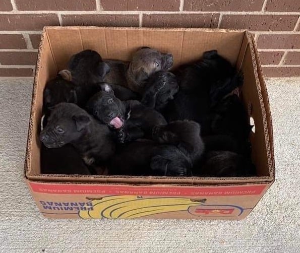 Shelter Staff Astonished To See What’s Inside Box Left With Abandoned Dog