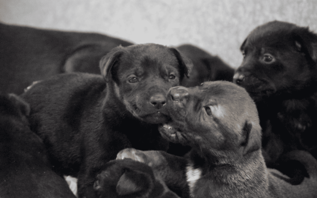 Florida Couple Abandoned Dog and Her 11 Puppies on Doorstep of Animal Control Shelter