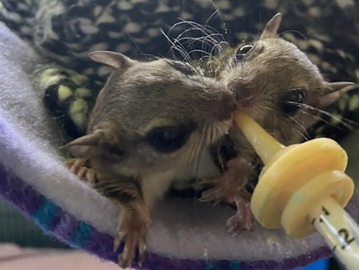 New Alaqua Animal Refuge Wildlife Rehabilitation Center Hits the Ground Running