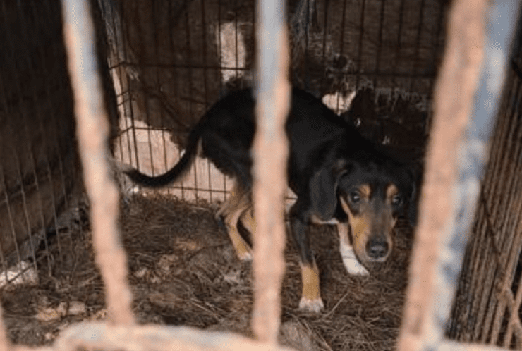 Dogs Rescued from Wire Crates in Covington County