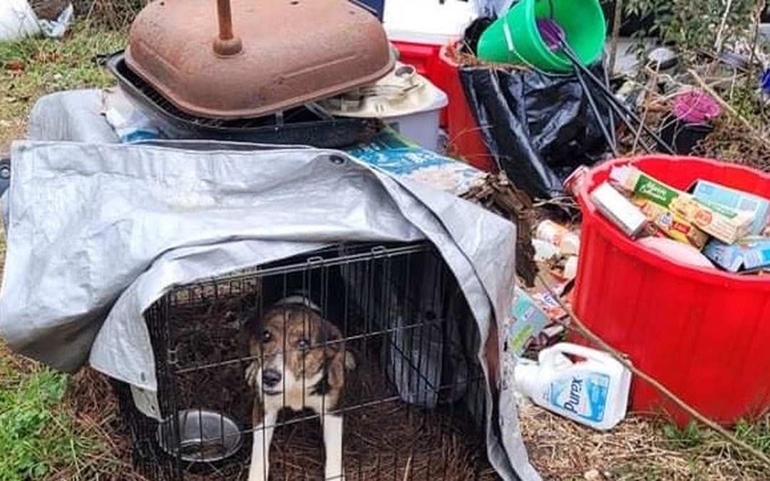 Dogs Found Living in Wire Crates in the Cold Rescued from Alabama Home