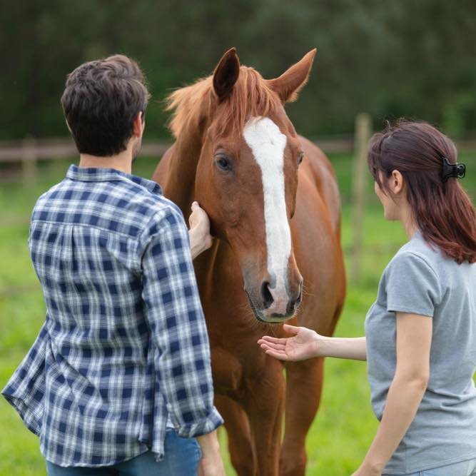 Equine Interactions